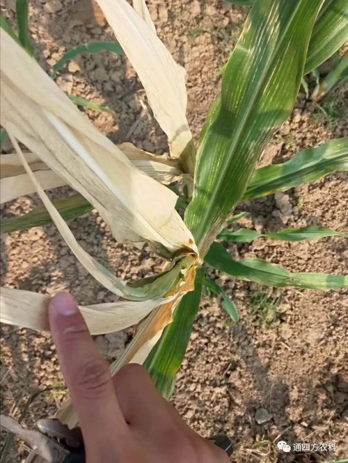 ���쵽����������ģʽ���_������������ɶΣ��������A(y��)����